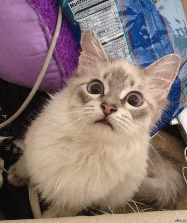 порода кошек с косыми глазами