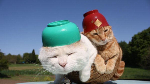 котик в каске