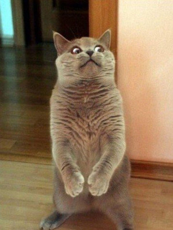 милые котики смешные