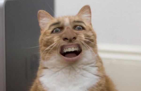 смешное лицо кота