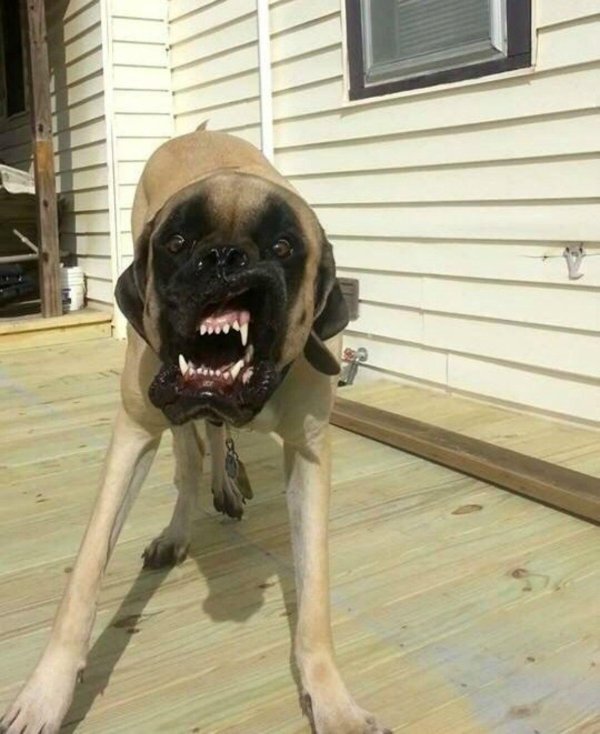 английский мастиф