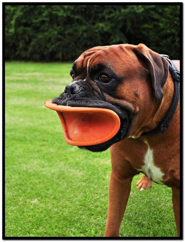 собака боксëр