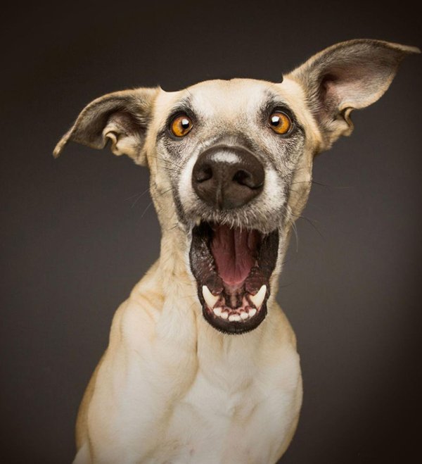 elke vogelsang собаки