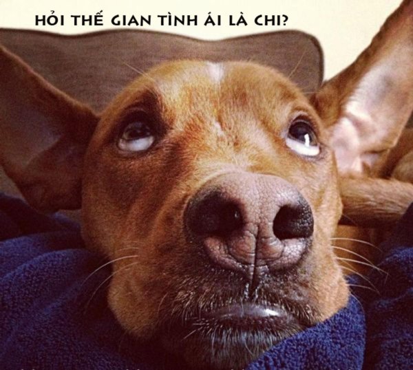 смешная морда собаки