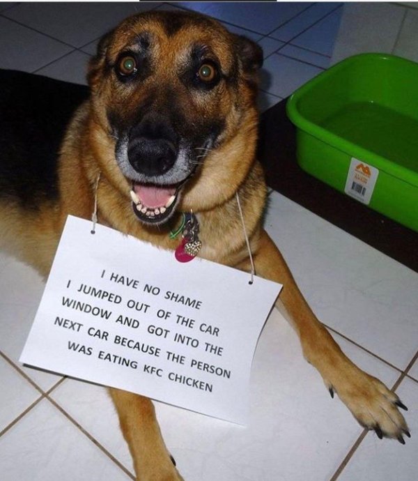 dog shaming