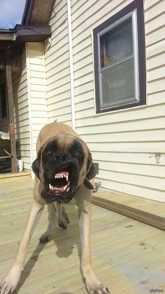 английский мастиф