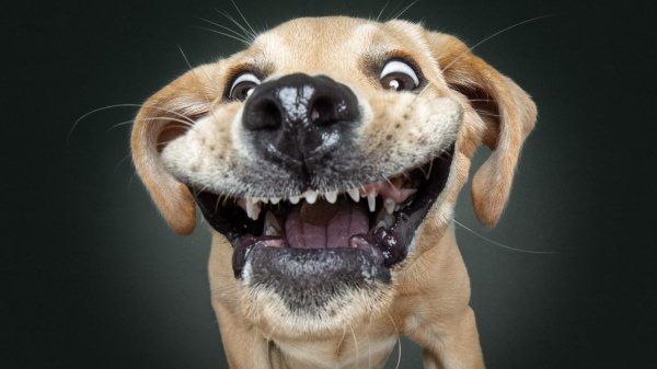 смешная морда собаки