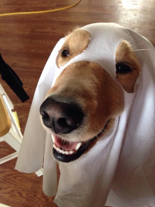 прикольная собака