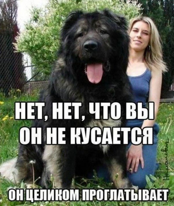 кавказская овчарка