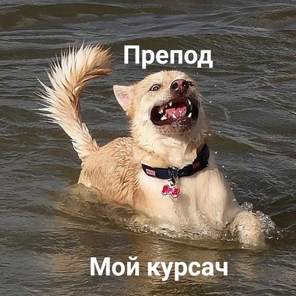 мокрая собака