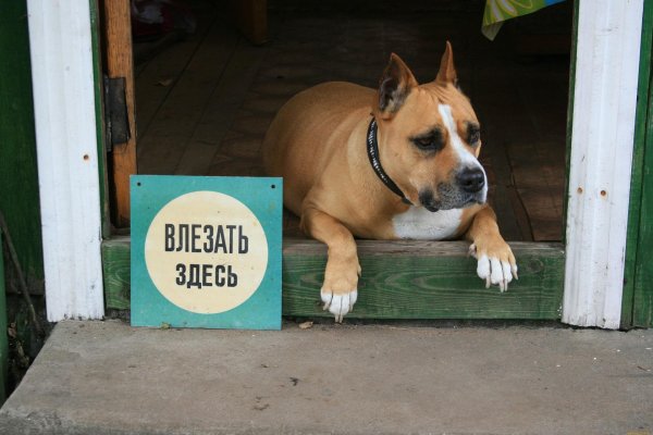 стаффордширский терьер купированные