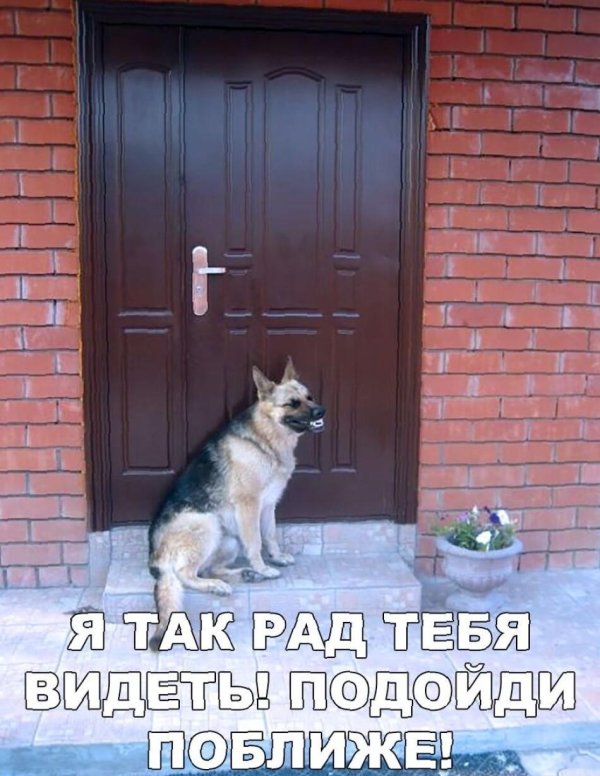 собаки приколы с надписями