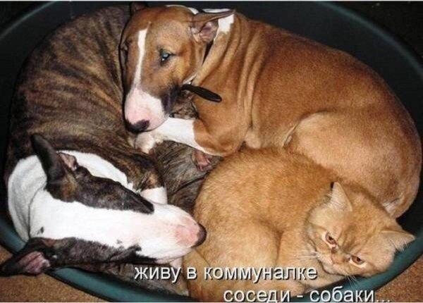 миниатюрный бультерьер щенок