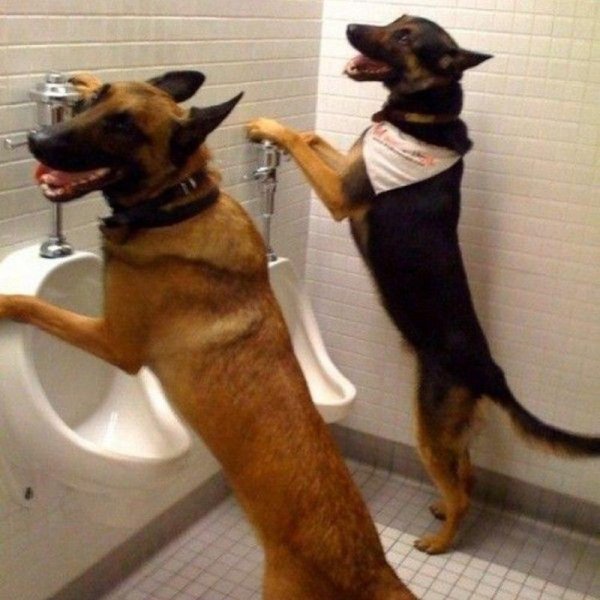 собаки дрессировки