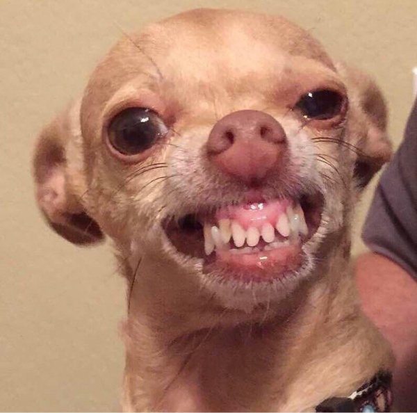 чихуахуа злая