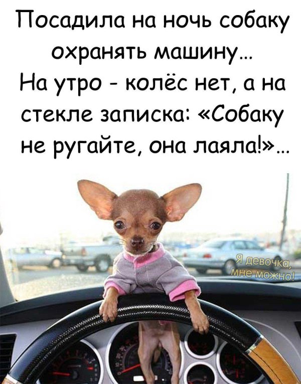 Про собак