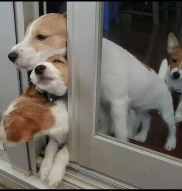 юмор про собак