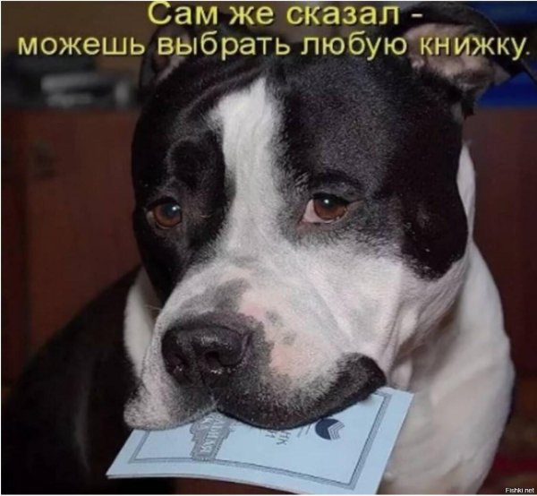 прикольные надписи про собак