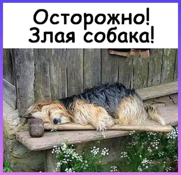 злая собака