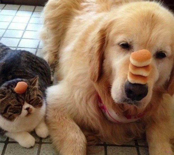 голден ретривер