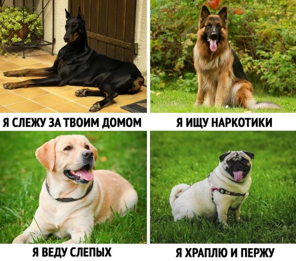 лабрадор ретривер