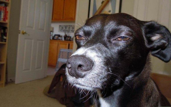 мемы с собаками