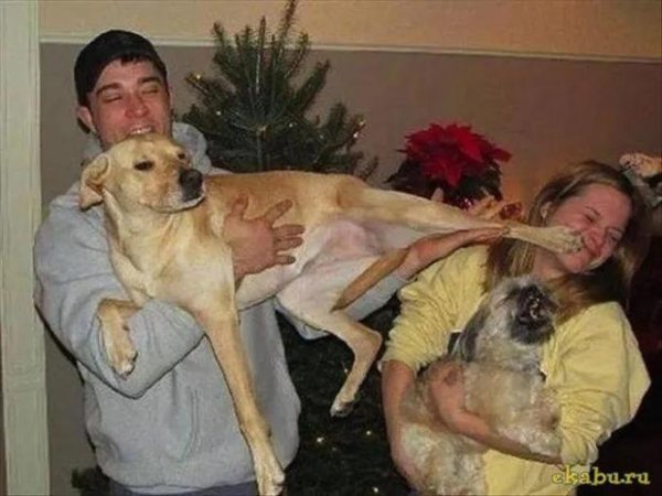 смешные фотографии животных