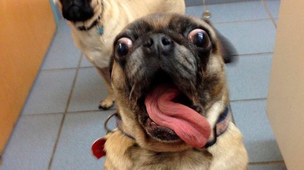 прикольные мопсы