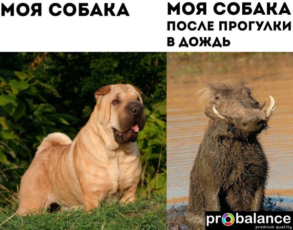 порода шарпей