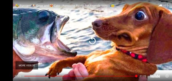 такса и рыба