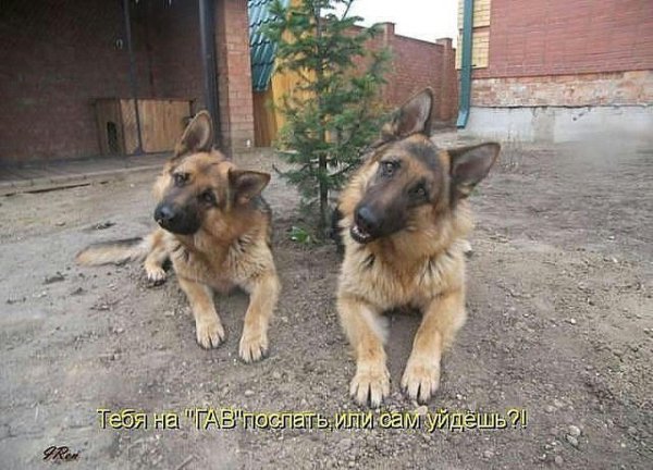 немецкая овчарка