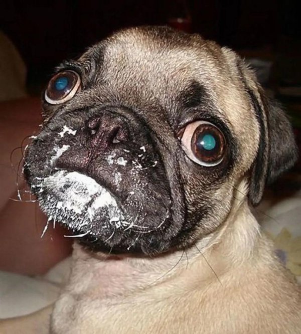 выпавшие глаза у мопса