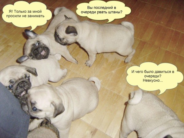 мопс прикол