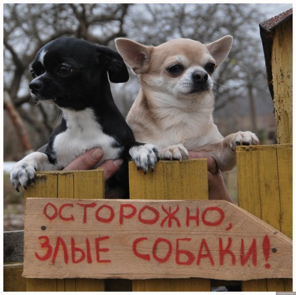 чихуахуа короткошерстная