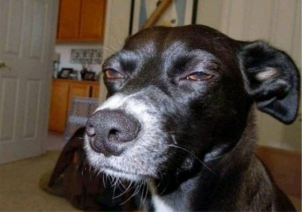 мемы с собаками