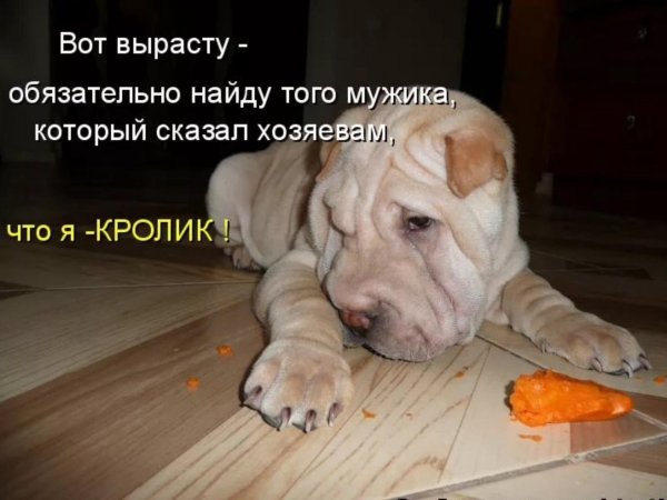 шарпей абрикосовый дельют