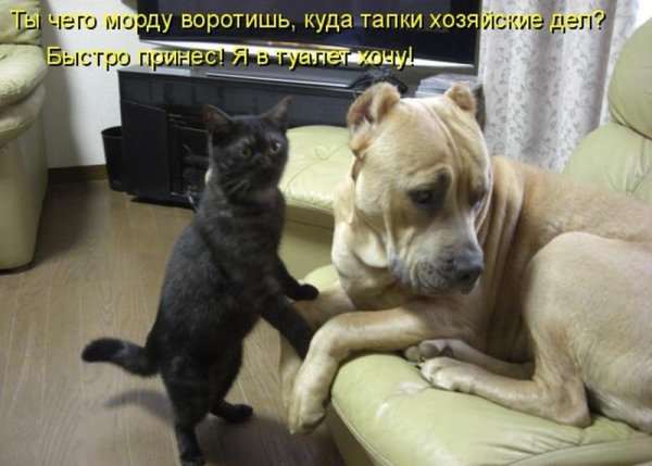 веселые животные с надписями