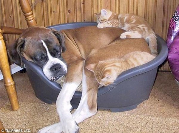 смешные котики и собачки