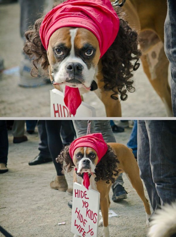 костюм для собак