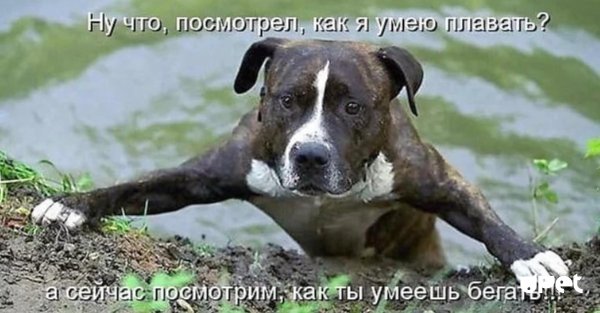 американский стаффордширский терьер