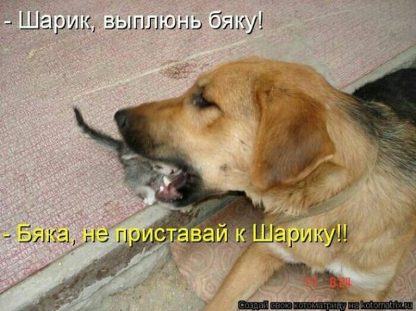 животные с подписями