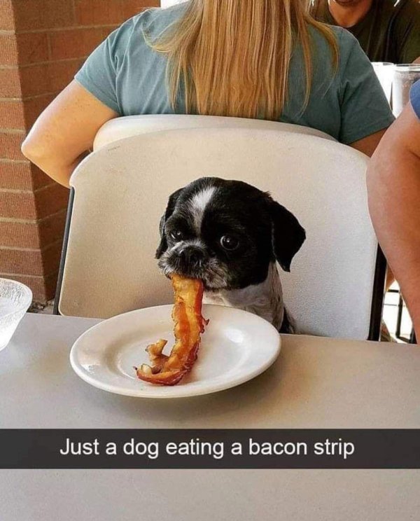 dog eating