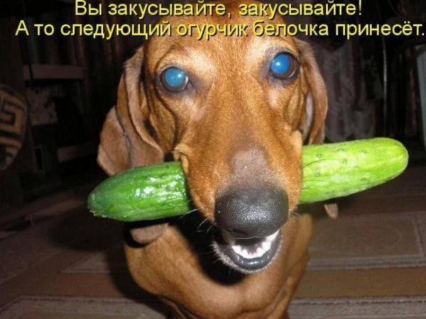 смешные животные картинки с надписями