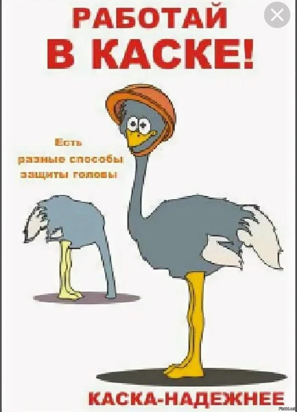 страус в каске