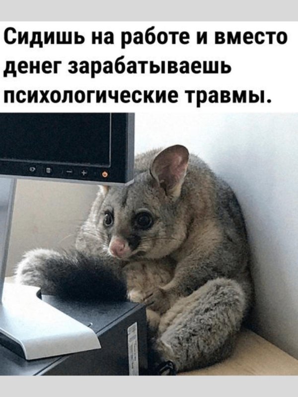 австралийский поссум