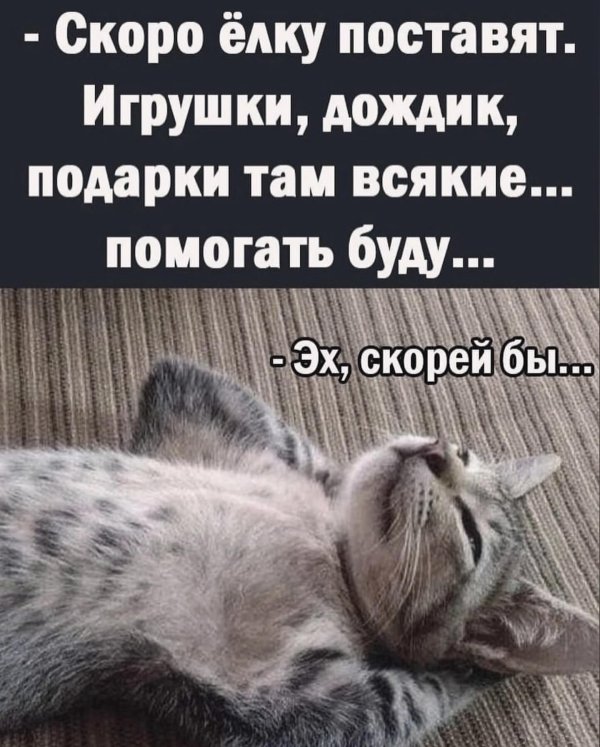 котики юмор