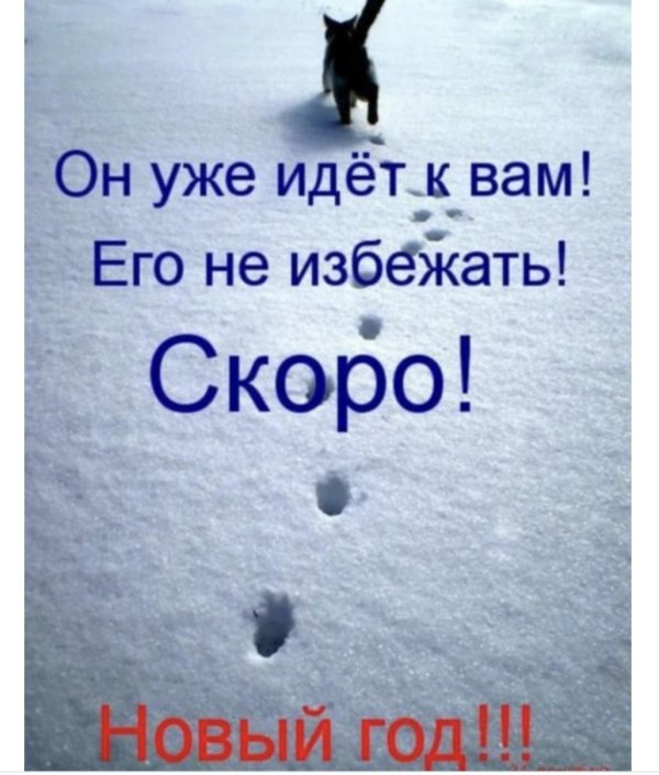 кошки идут по снегу