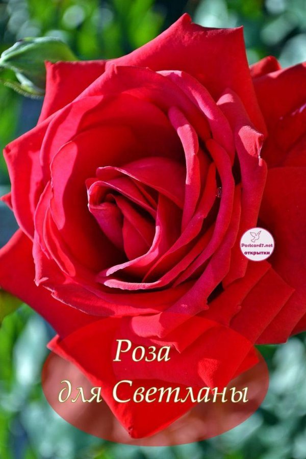 роза чайногибридная кардинал