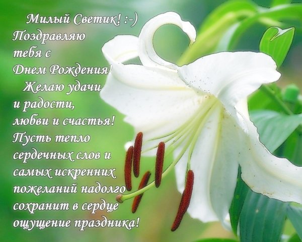 белая лилия