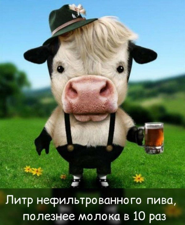 веселая буренка